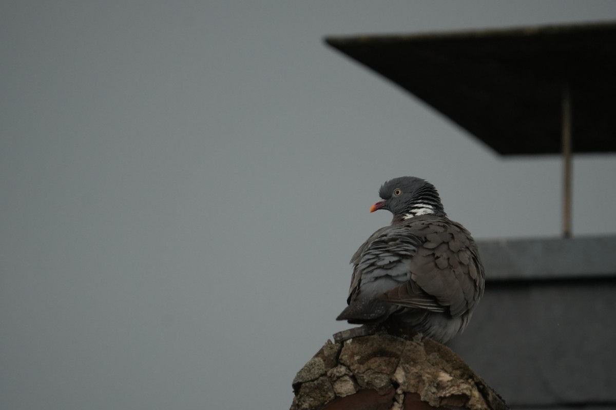 Ойн тагтаа - ML639342303