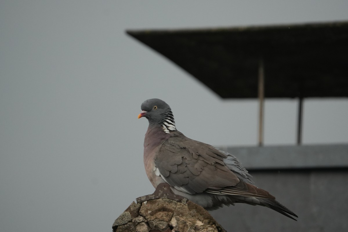 Ойн тагтаа - ML639342304