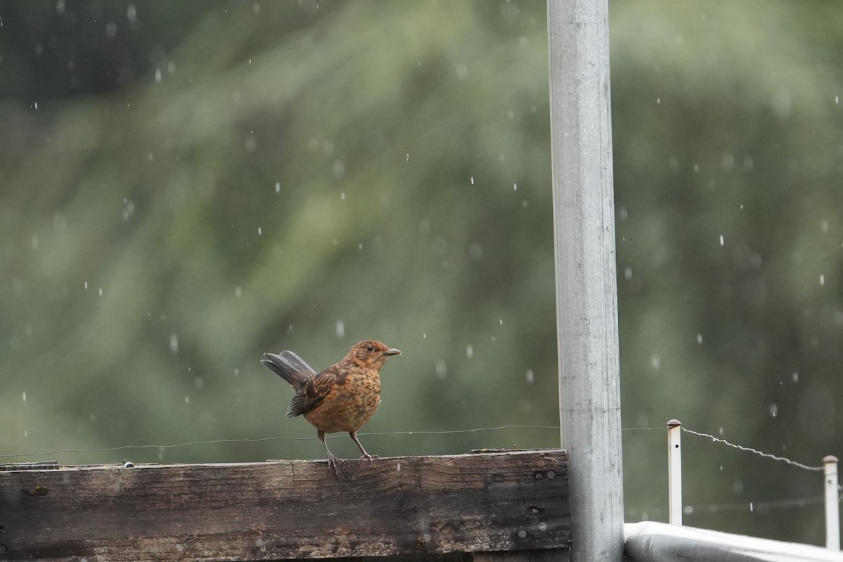 Eurasian Blackbird - ML639342332
