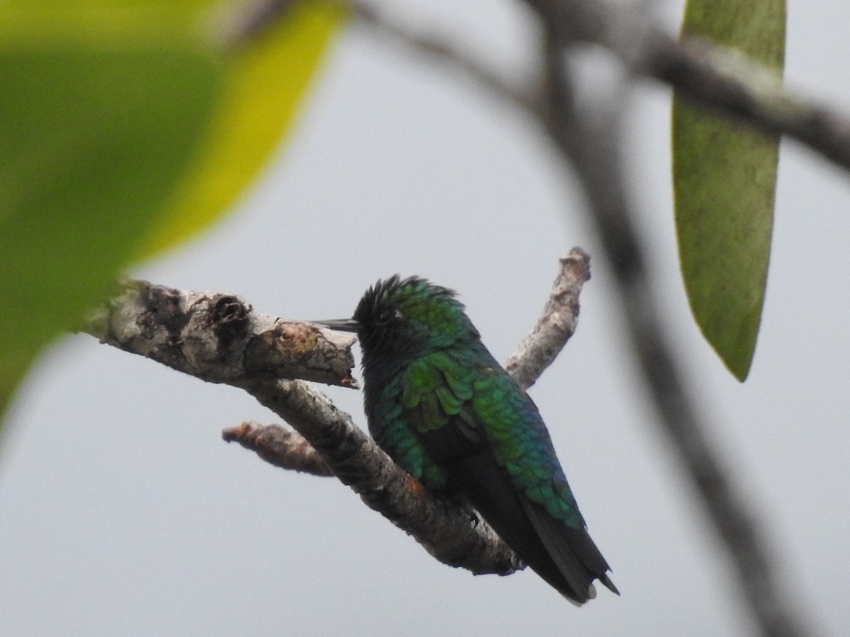 Chiribiquete Emerald - ML639342386