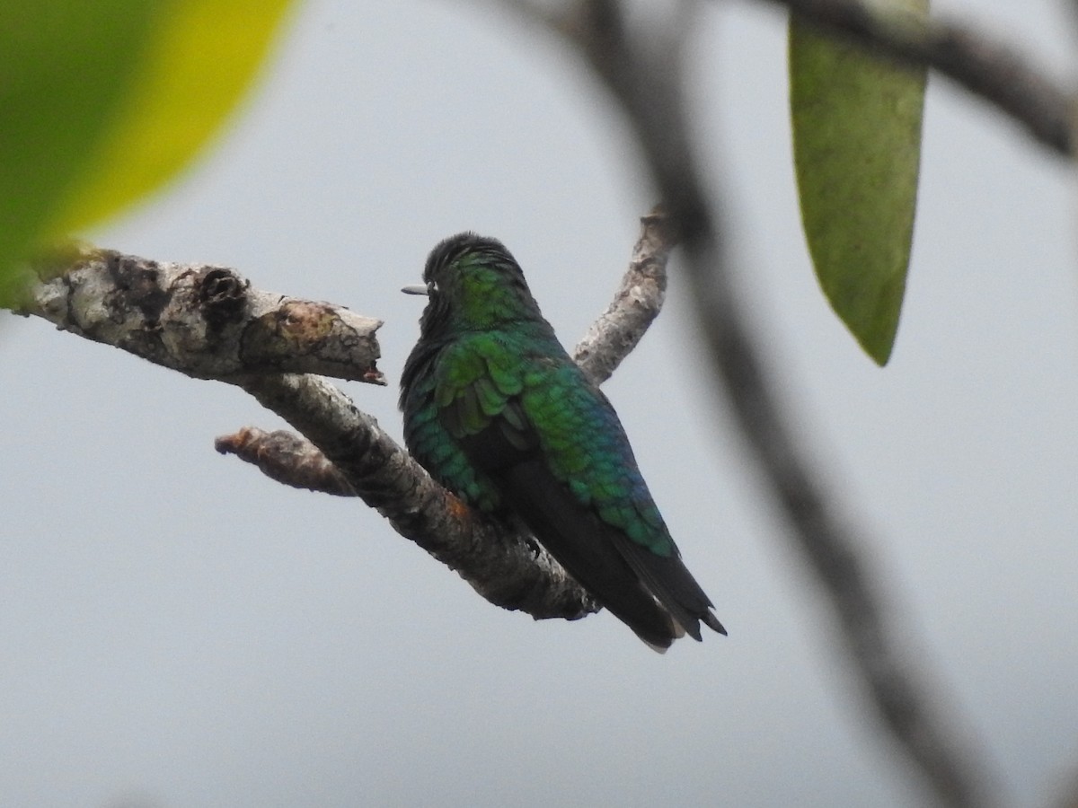 Chiribiquete Emerald - ML639342387