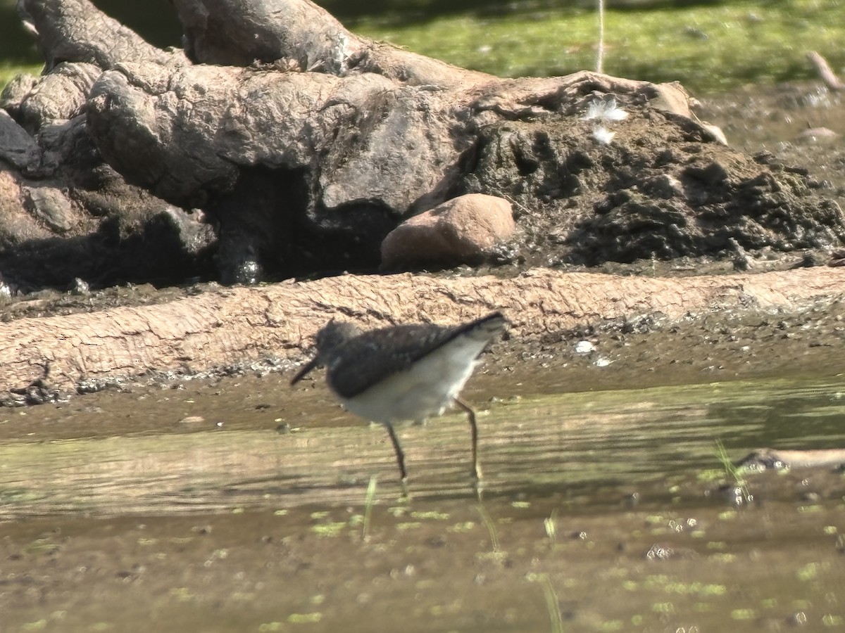 Solitary Sandpiper - ML639342402