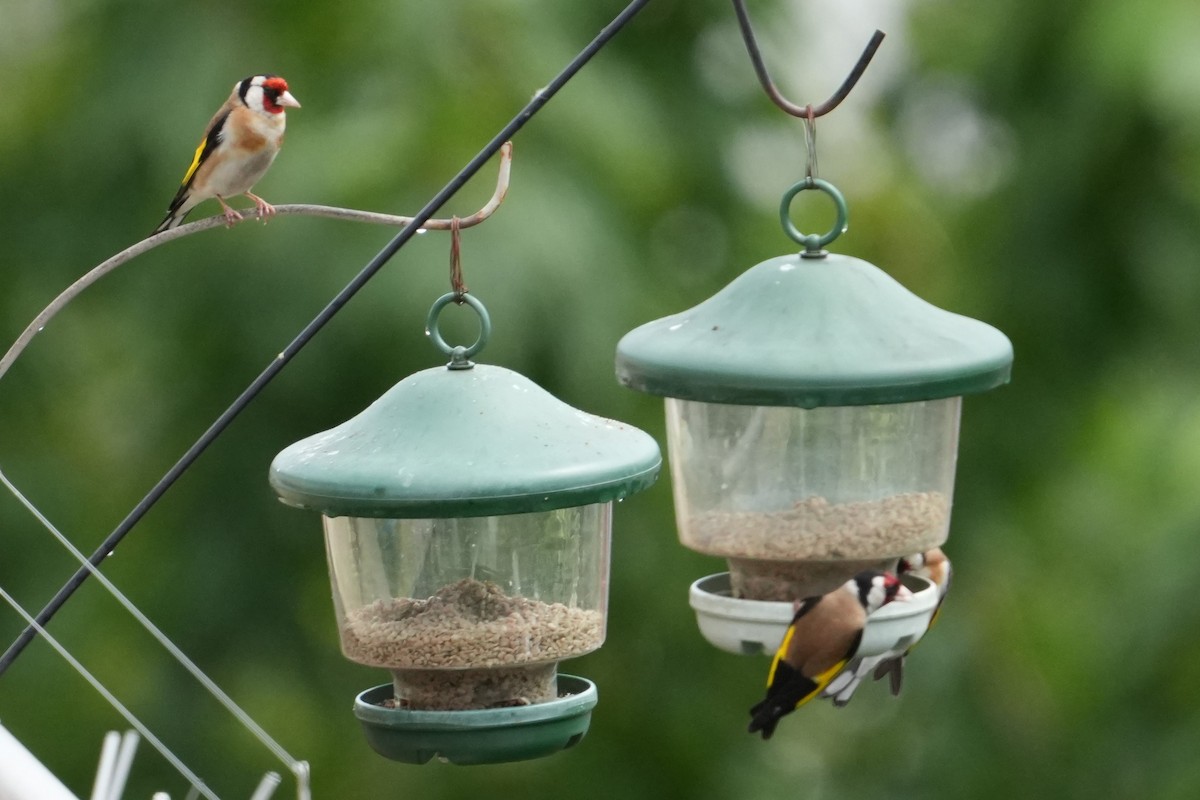 European Goldfinch - ML639342403