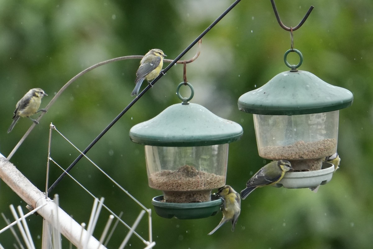 Eurasian Blue Tit - ML639342405