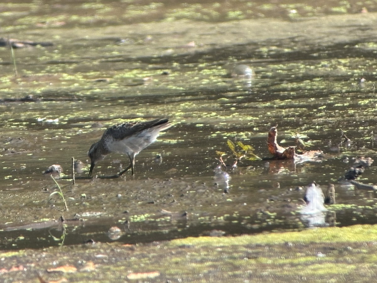 Least Sandpiper - ML639342411