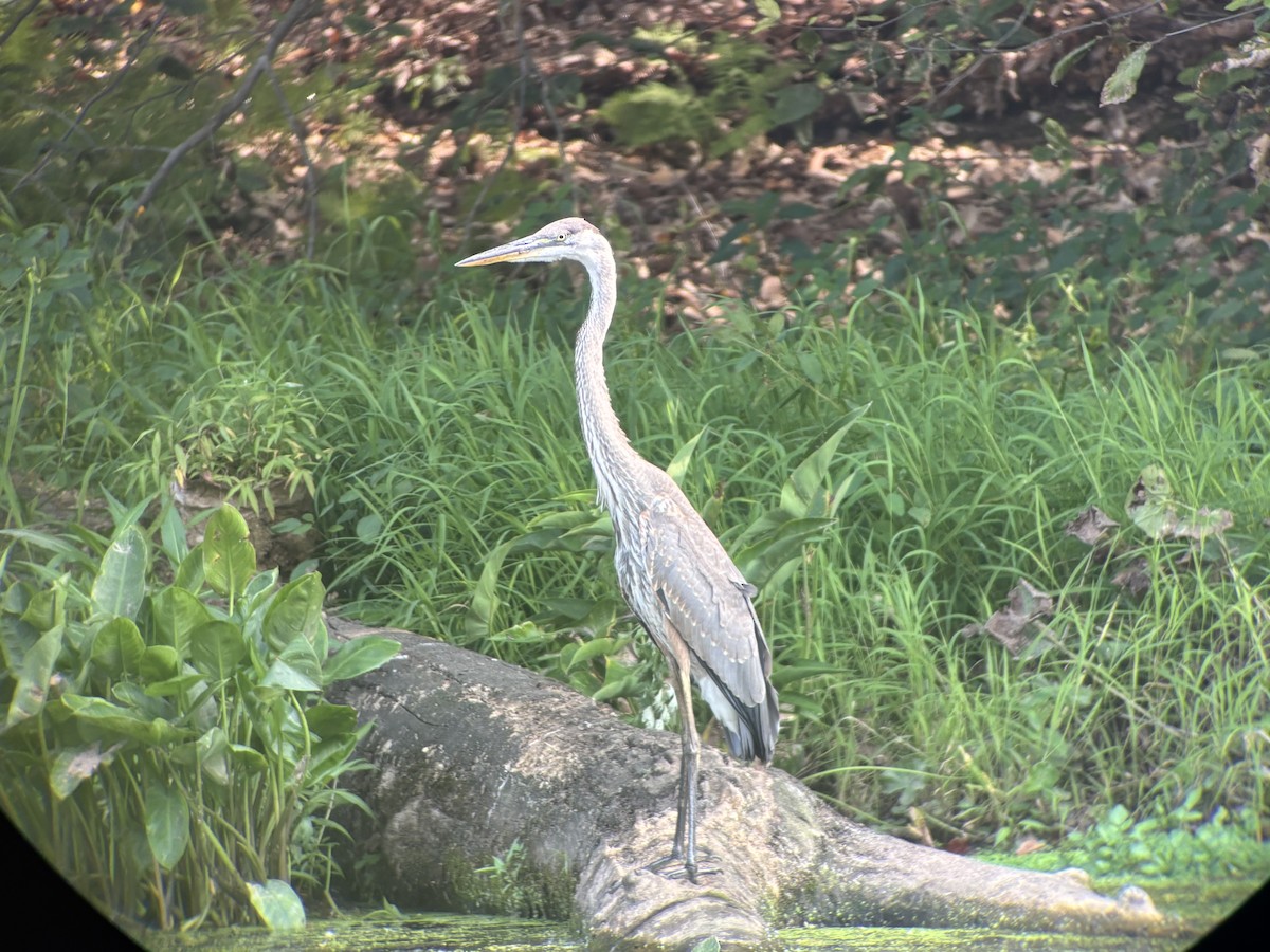 Great Blue Heron - ML639342426