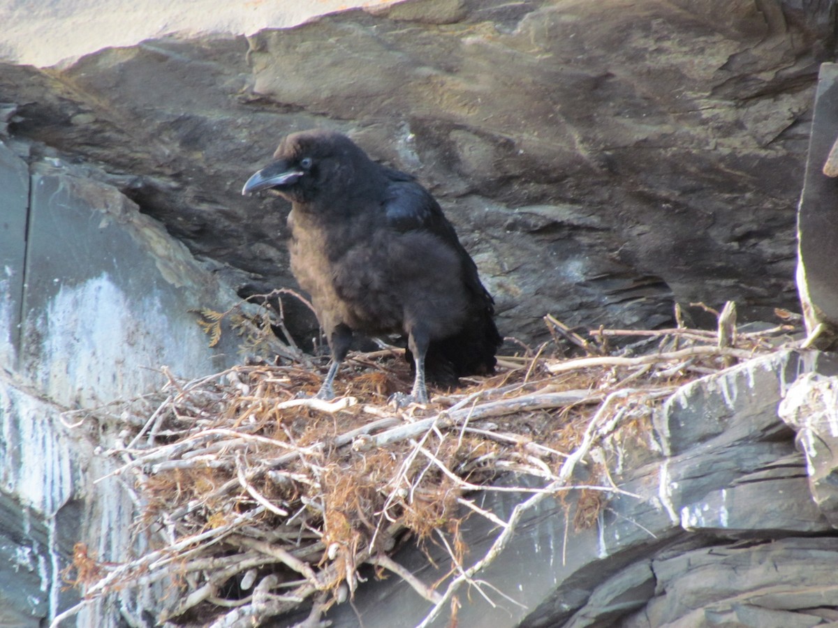 ワタリガラス - ML639342443