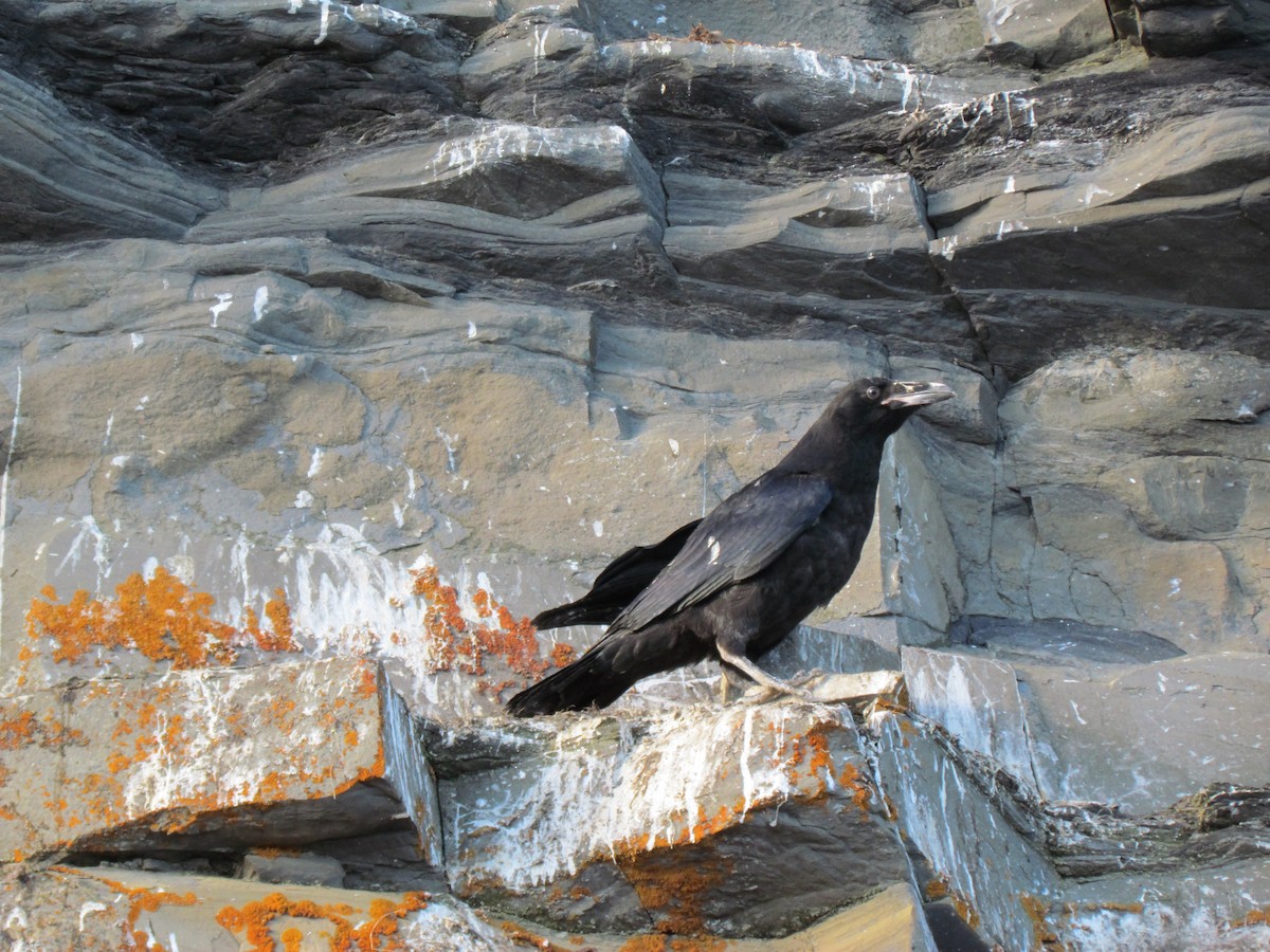 ワタリガラス - ML639342444