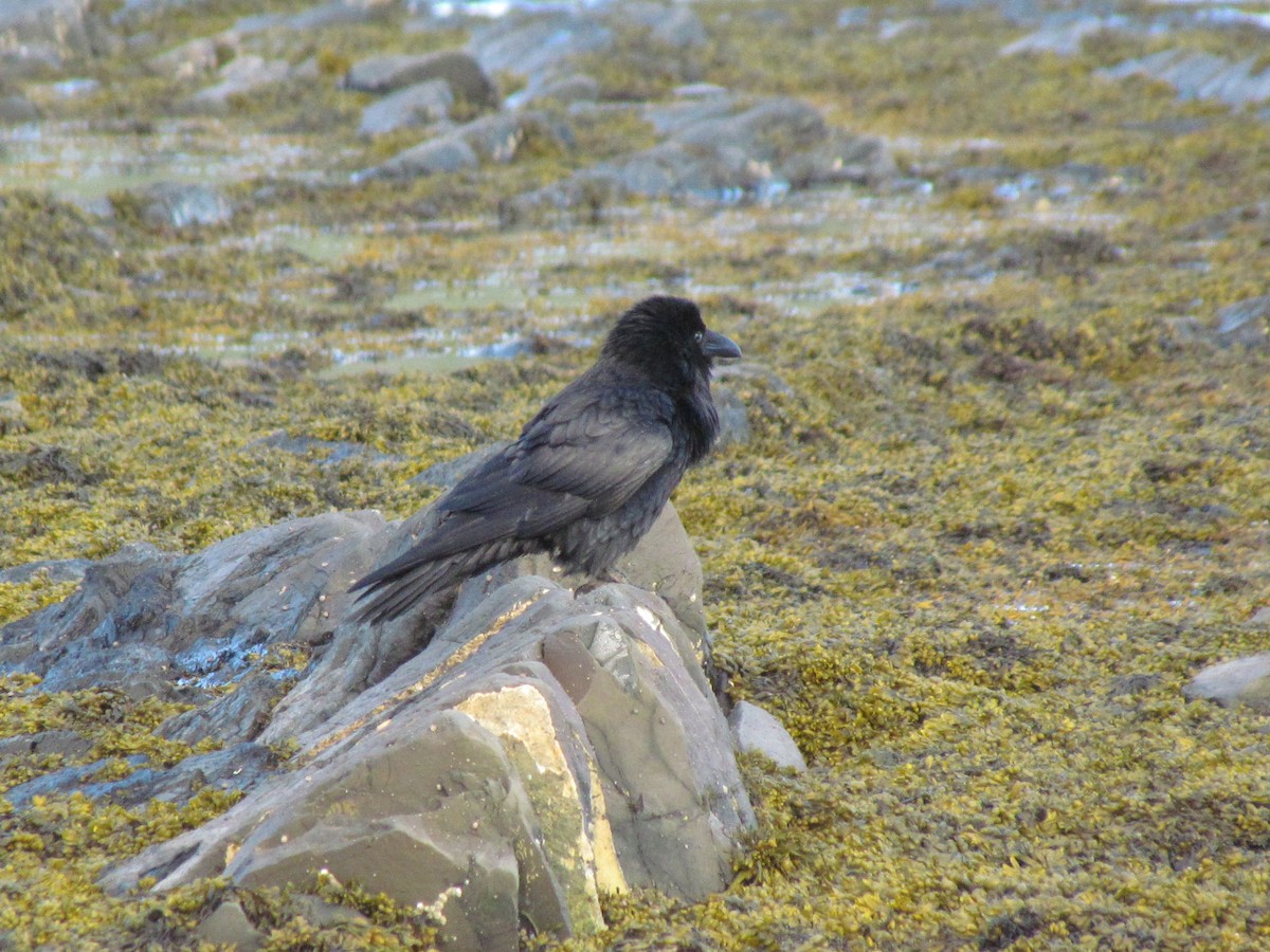 ワタリガラス - ML639342447