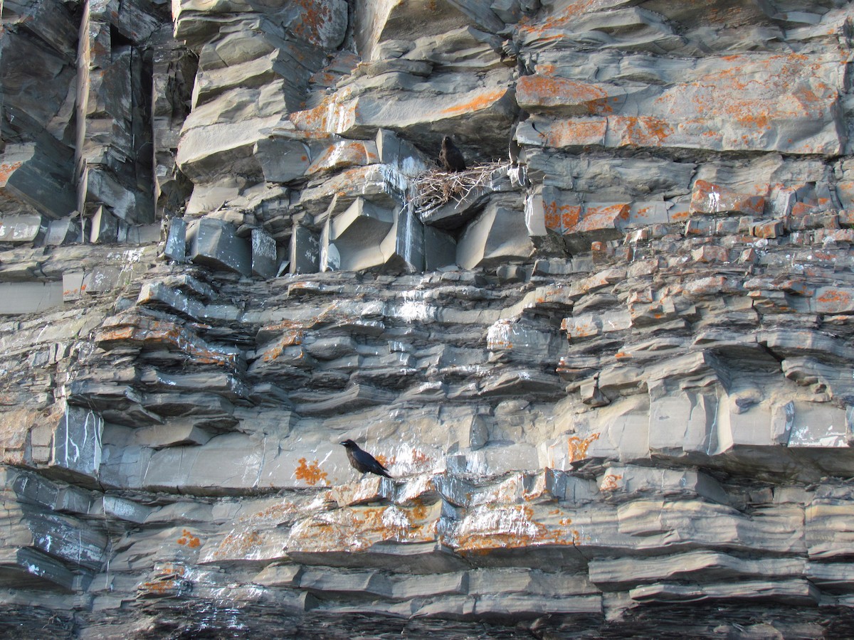 ワタリガラス - ML639342448