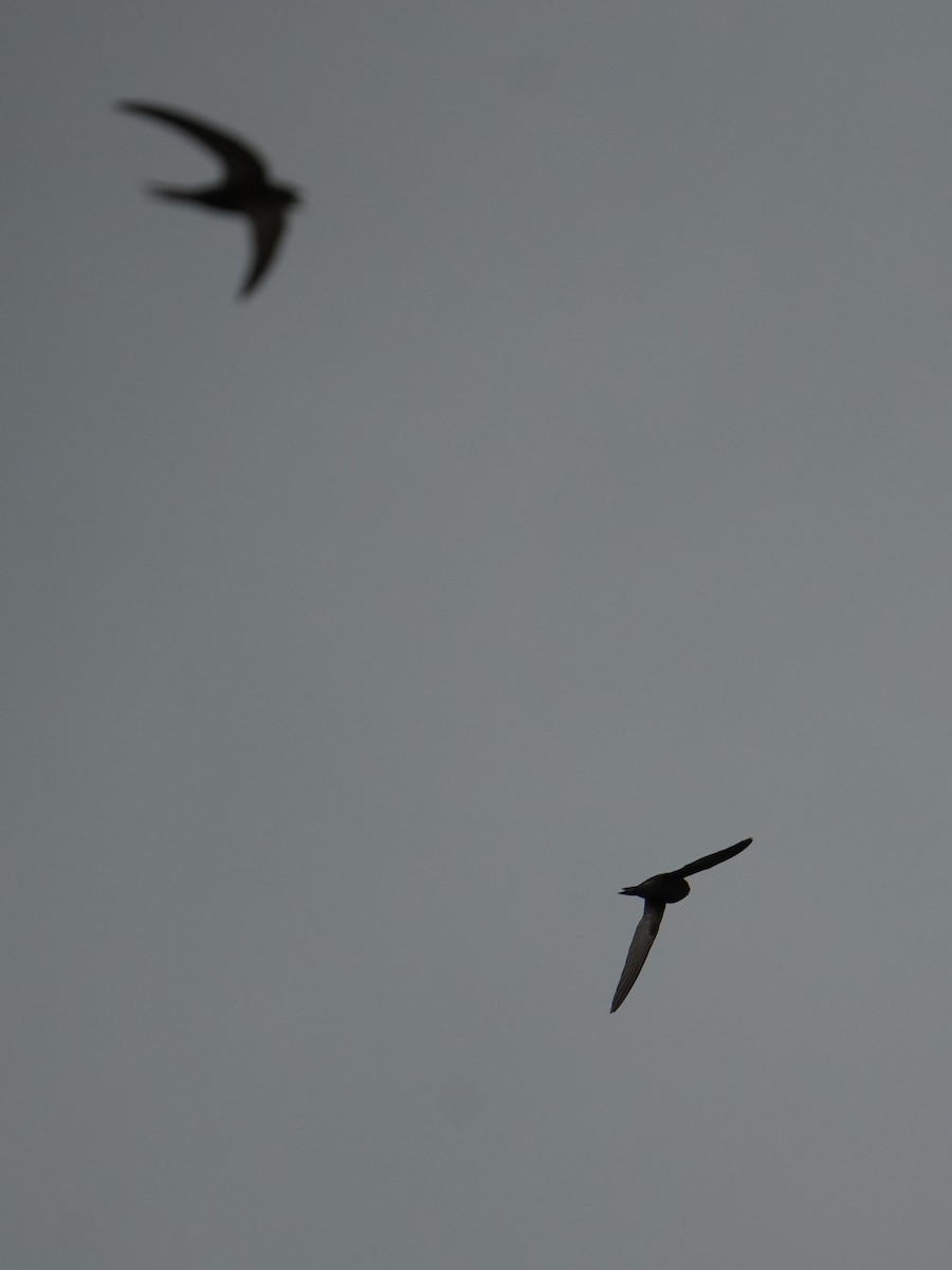 Common Swift - ML639342449