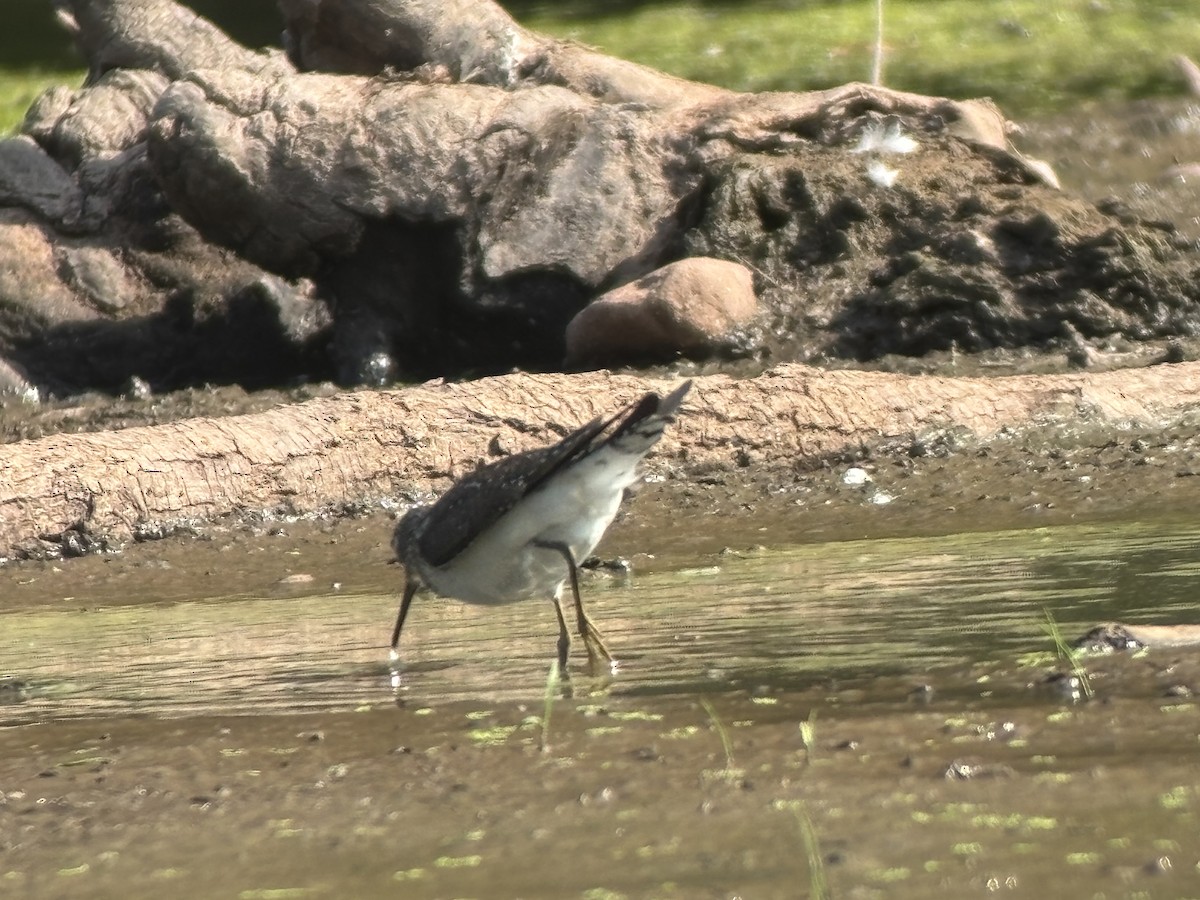 Solitary Sandpiper - ML639342462