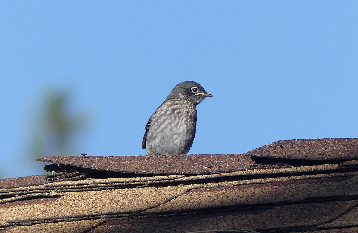 Western Bluebird - ML639342508