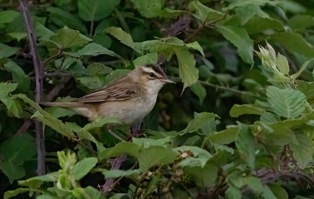 Sedge Warbler - ML639342529