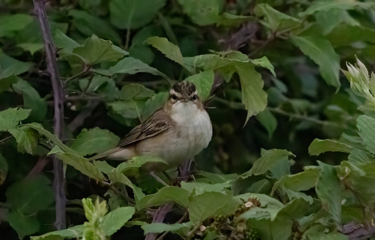 Sedge Warbler - ML639342535