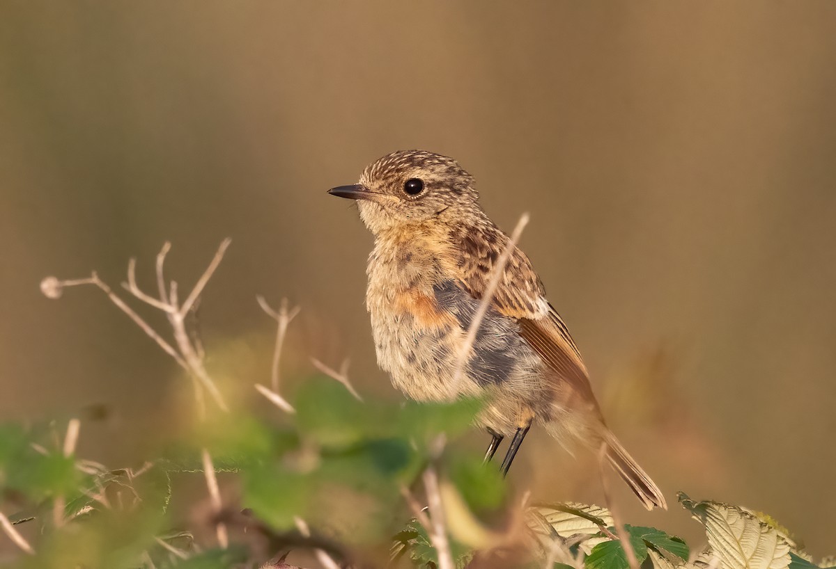 European Stonechat - ML639342541