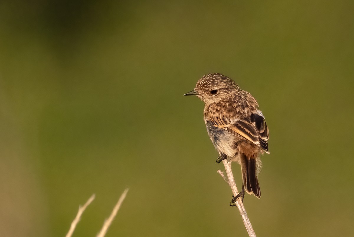 European Stonechat - ML639342549