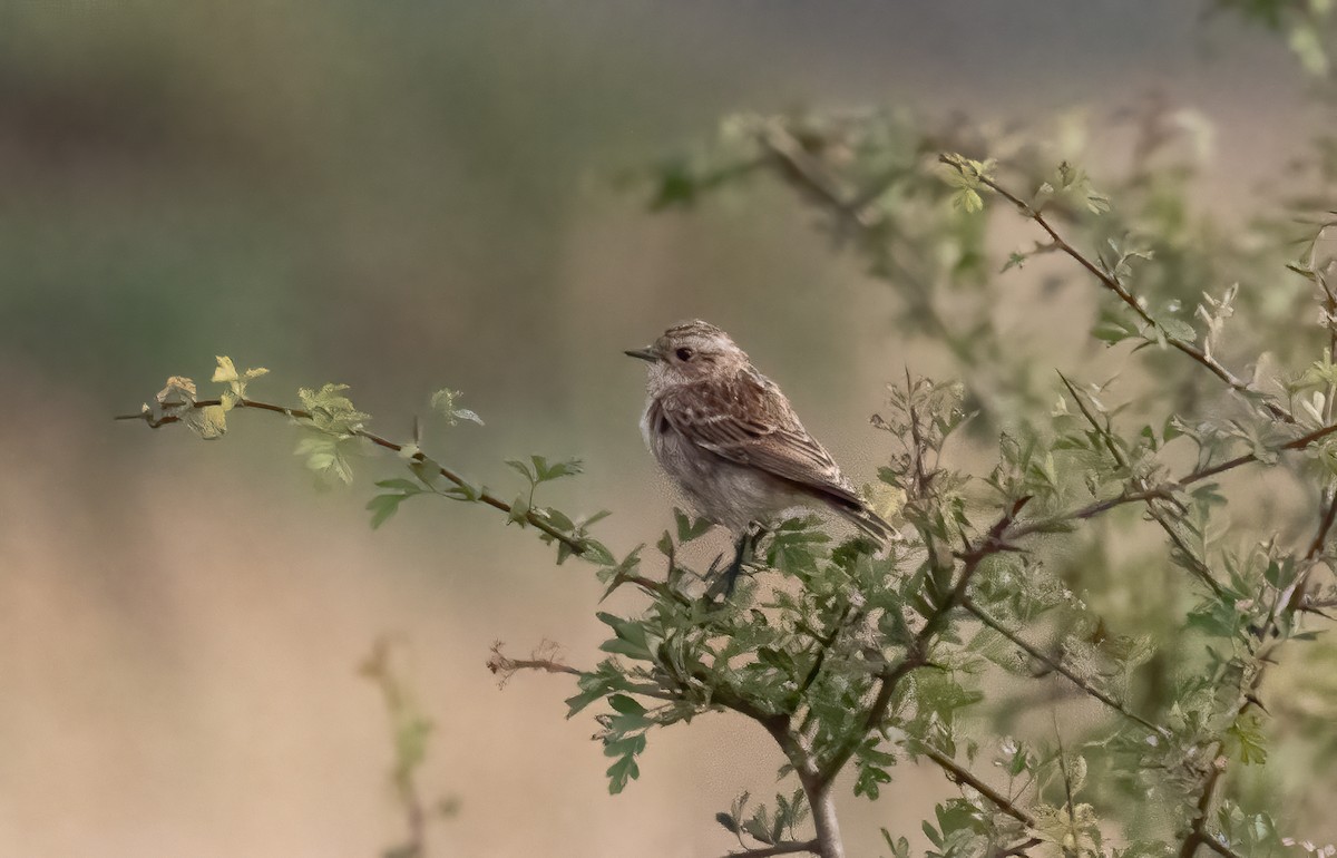 Whinchat - ML639342552