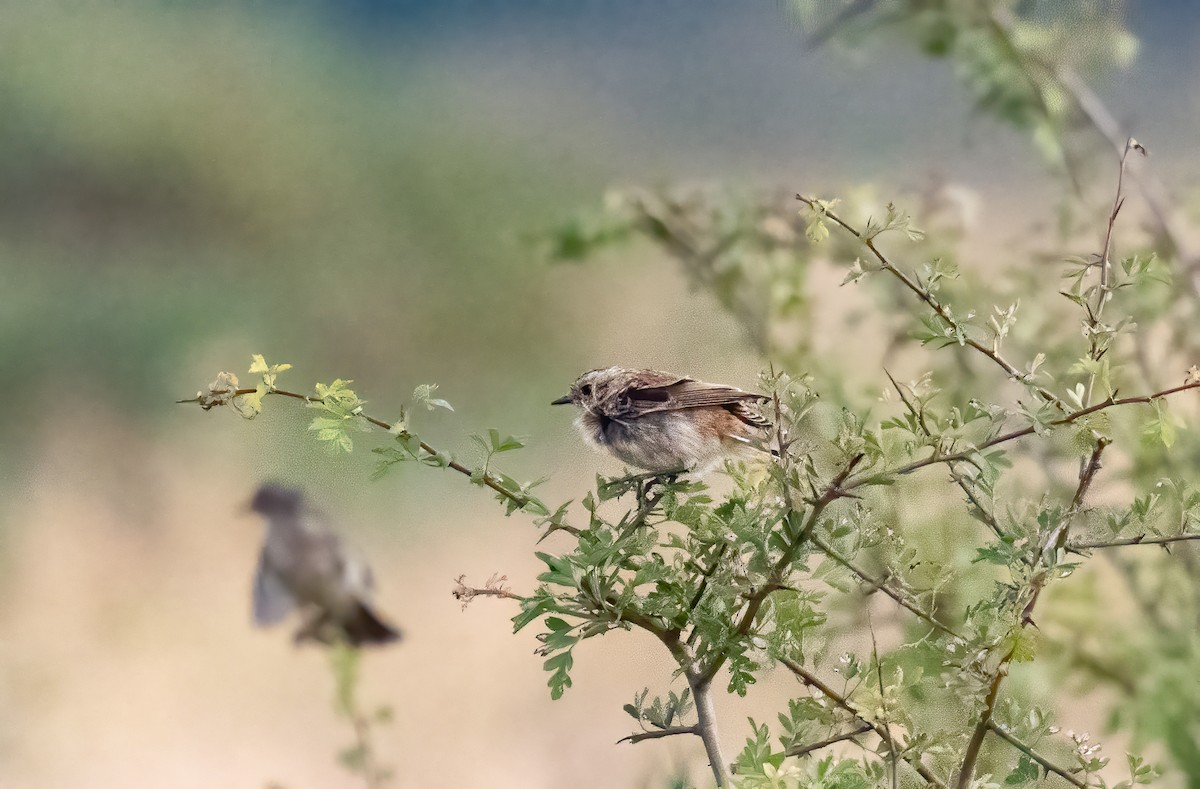 Whinchat - ML639342553