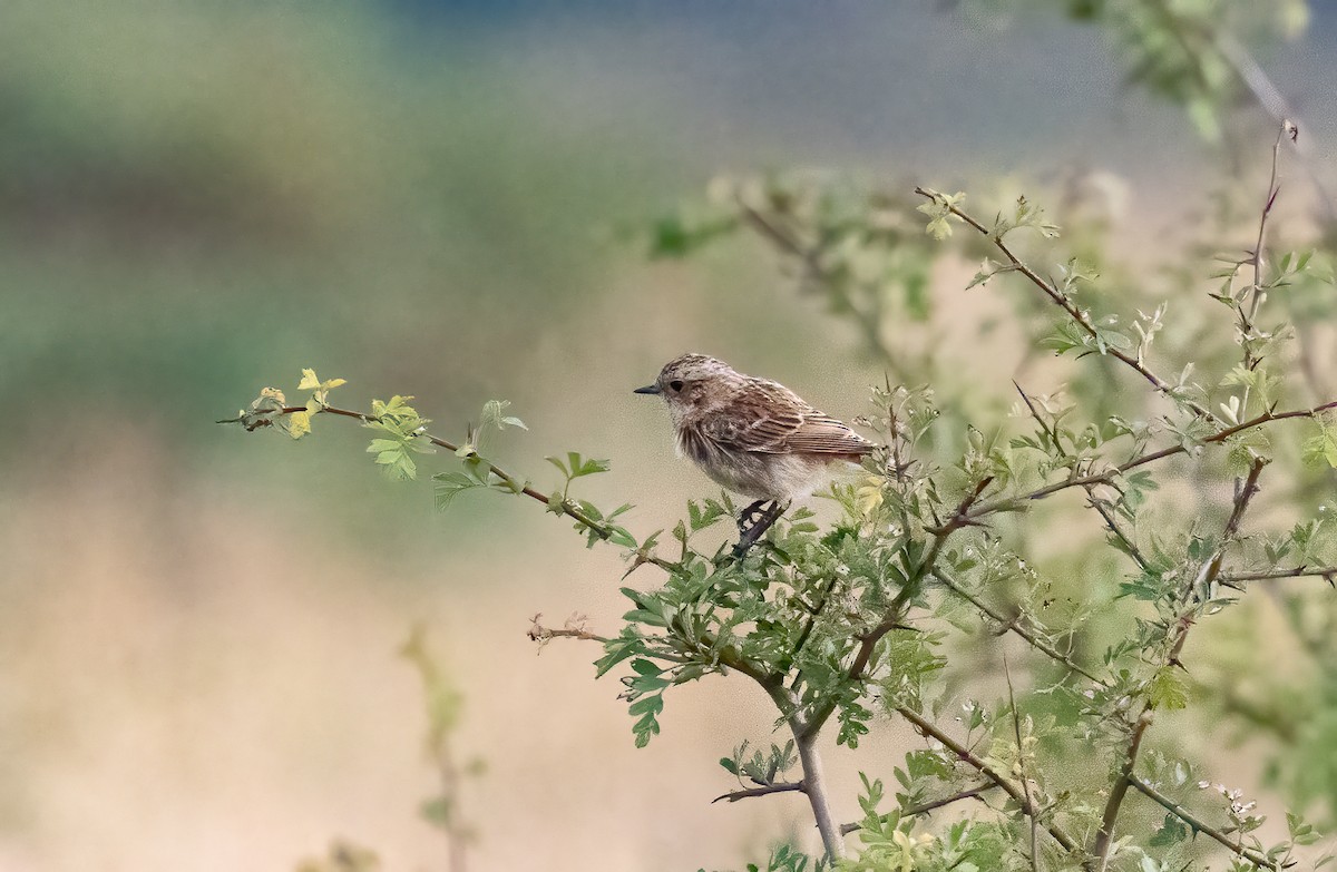 Whinchat - ML639342557