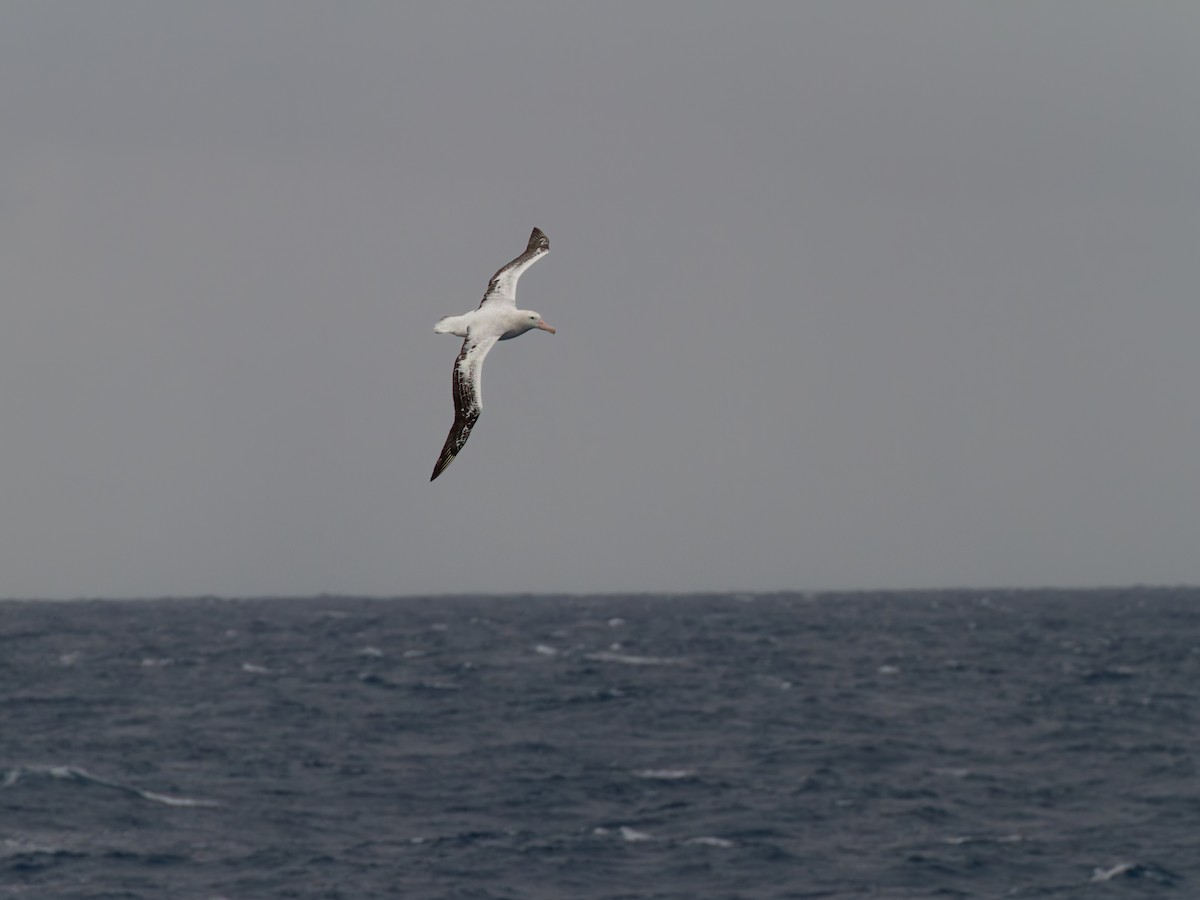 Snowy/Tristan/Antipodean Albatross - ML639342609