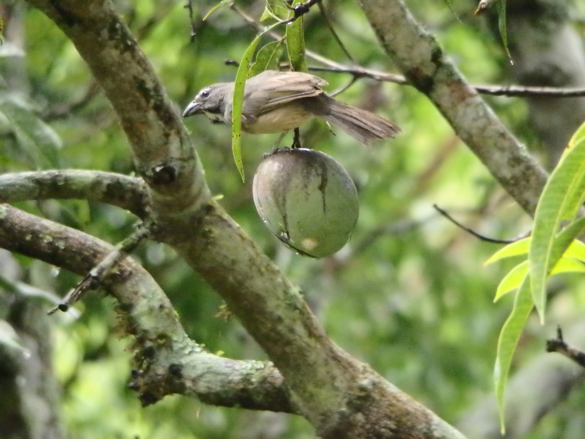 Olive-gray Saltator - ML639342700