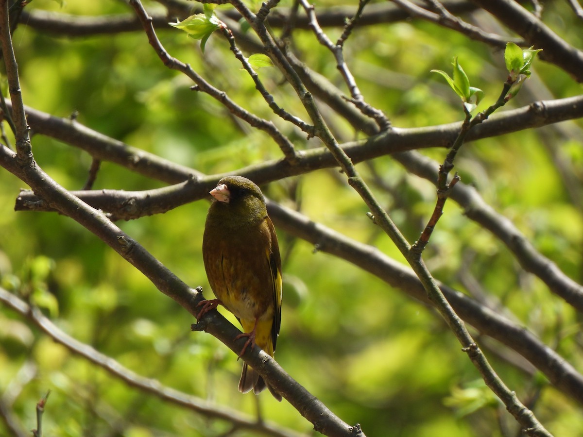 Çin Floryası - ML639342704