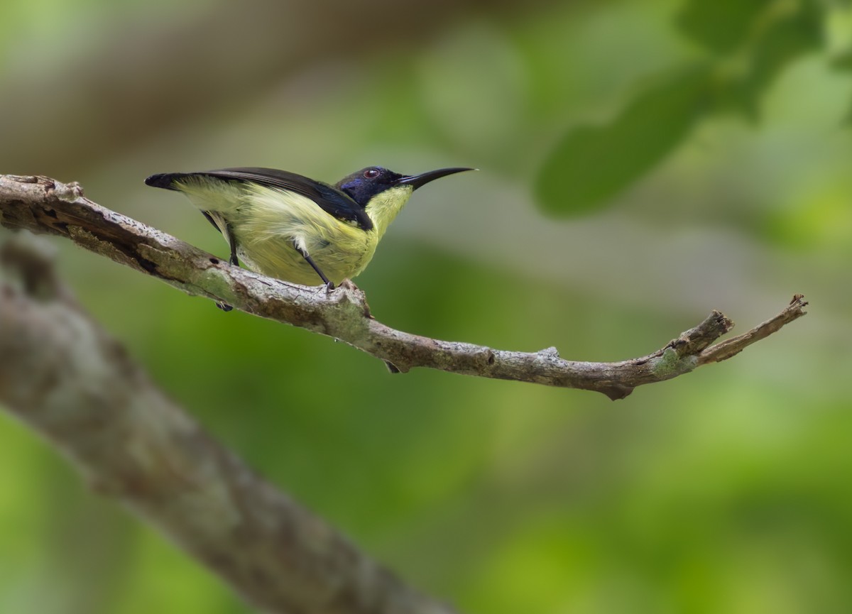 Metallic-winged Sunbird (Bohol) - ML639342796