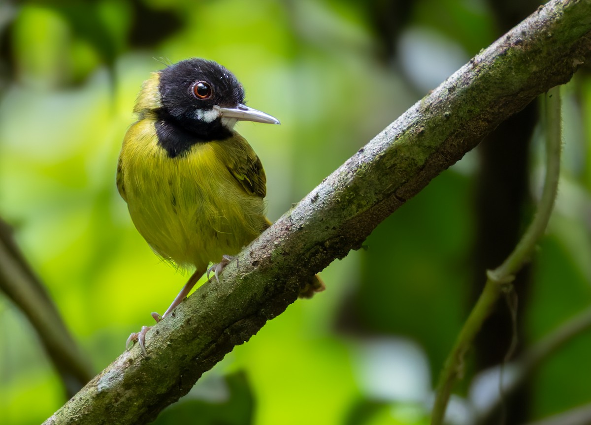 Yellow-breasted Tailorbird - ML639342856