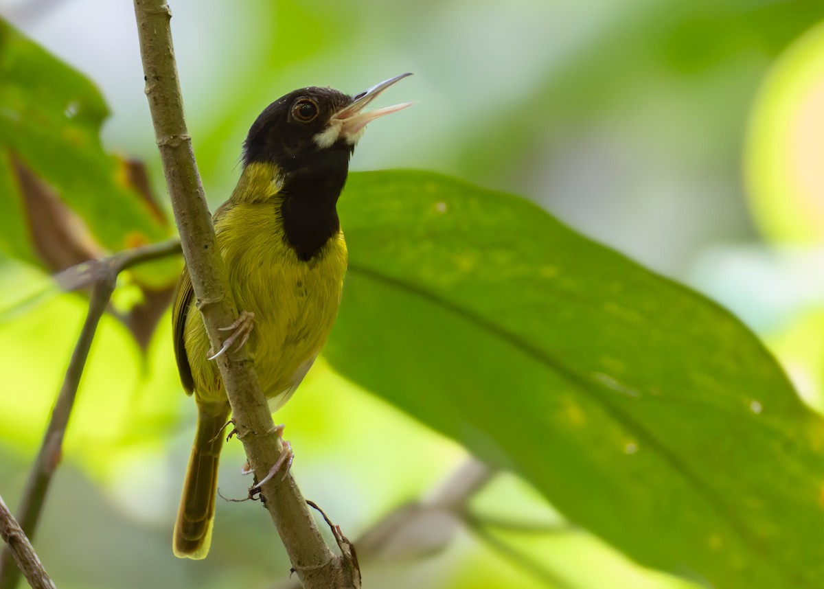 Yellow-breasted Tailorbird - ML639342857
