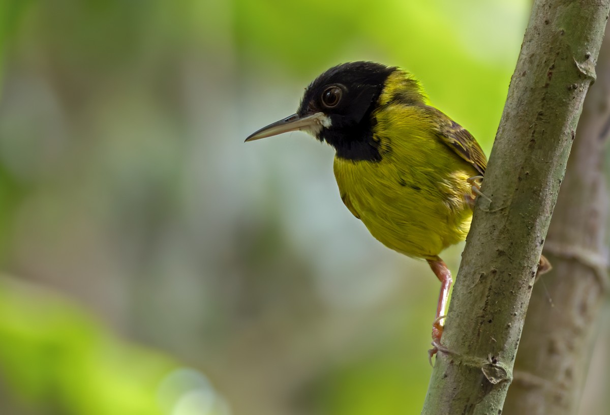 Yellow-breasted Tailorbird - ML639342858