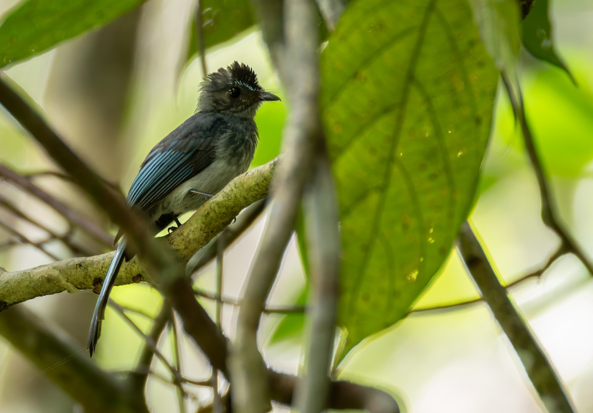 Visayan Blue-Fantail - ML639342865