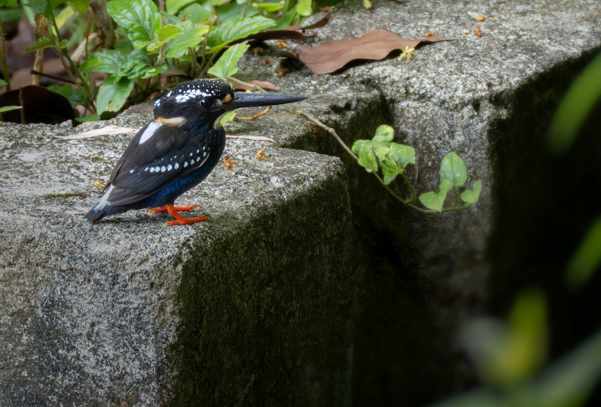 Northern Silvery-Kingfisher - ML639342894