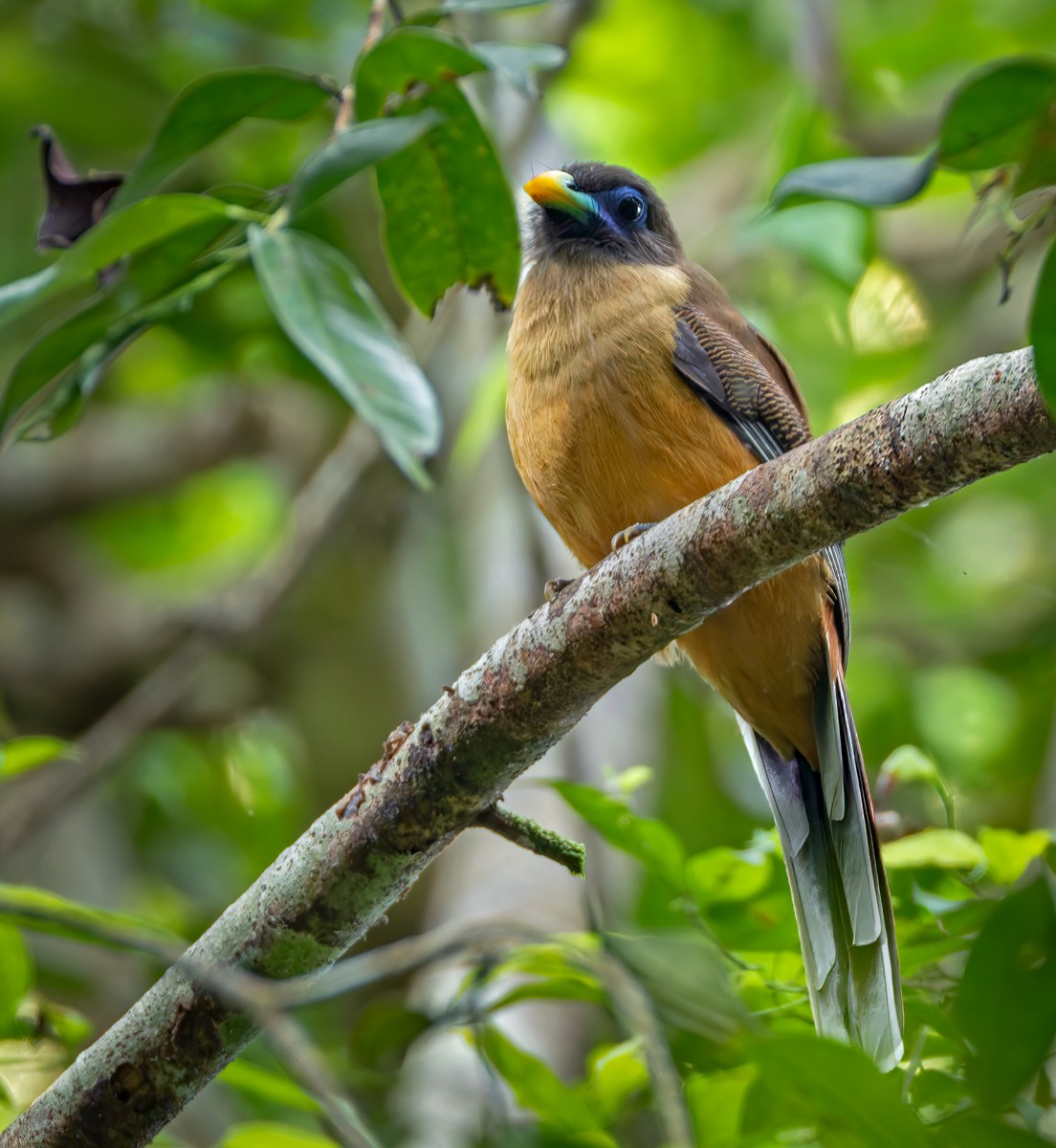 Philippine Trogon - ML639342897