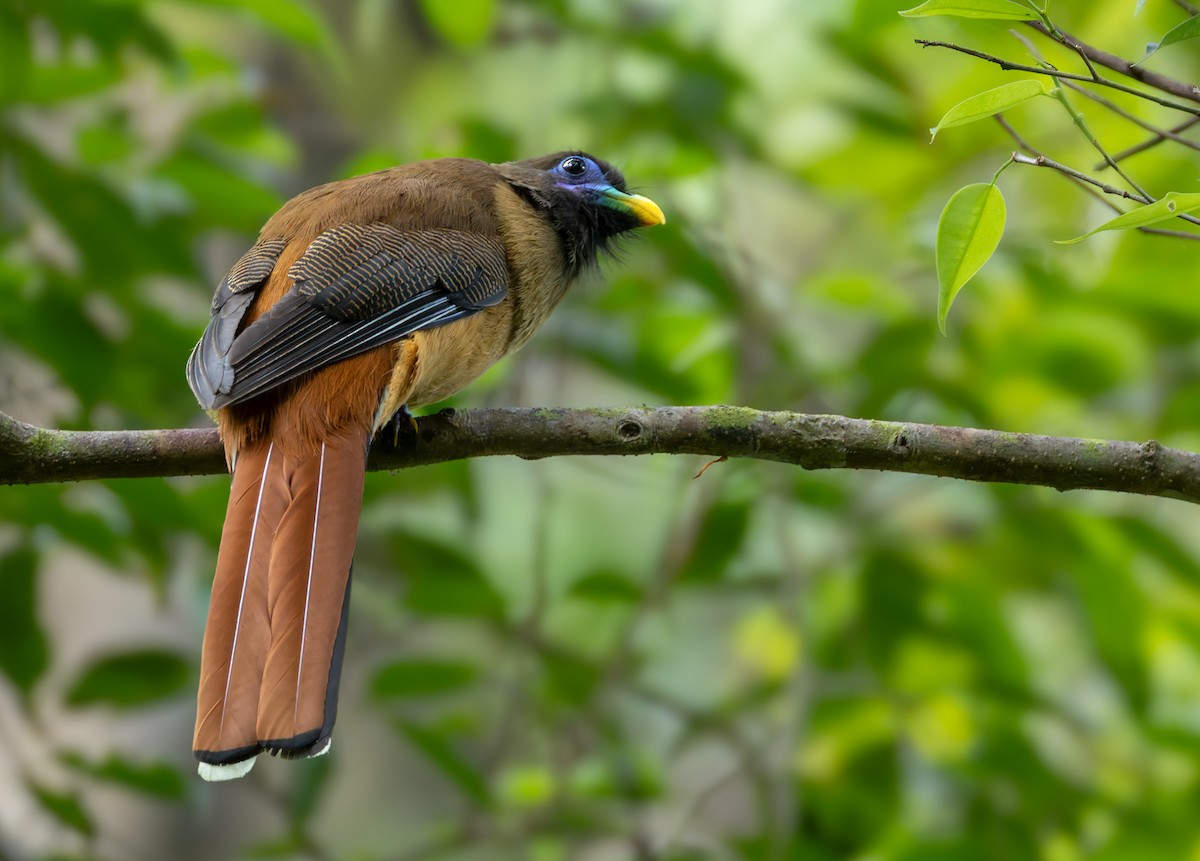 Philippine Trogon - ML639342898