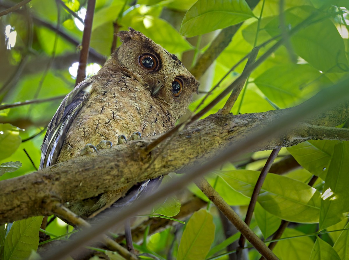 Everett's Scops-Owl - ML639342900