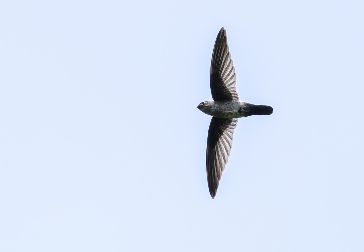 コビトアナツバメ - ML639342905