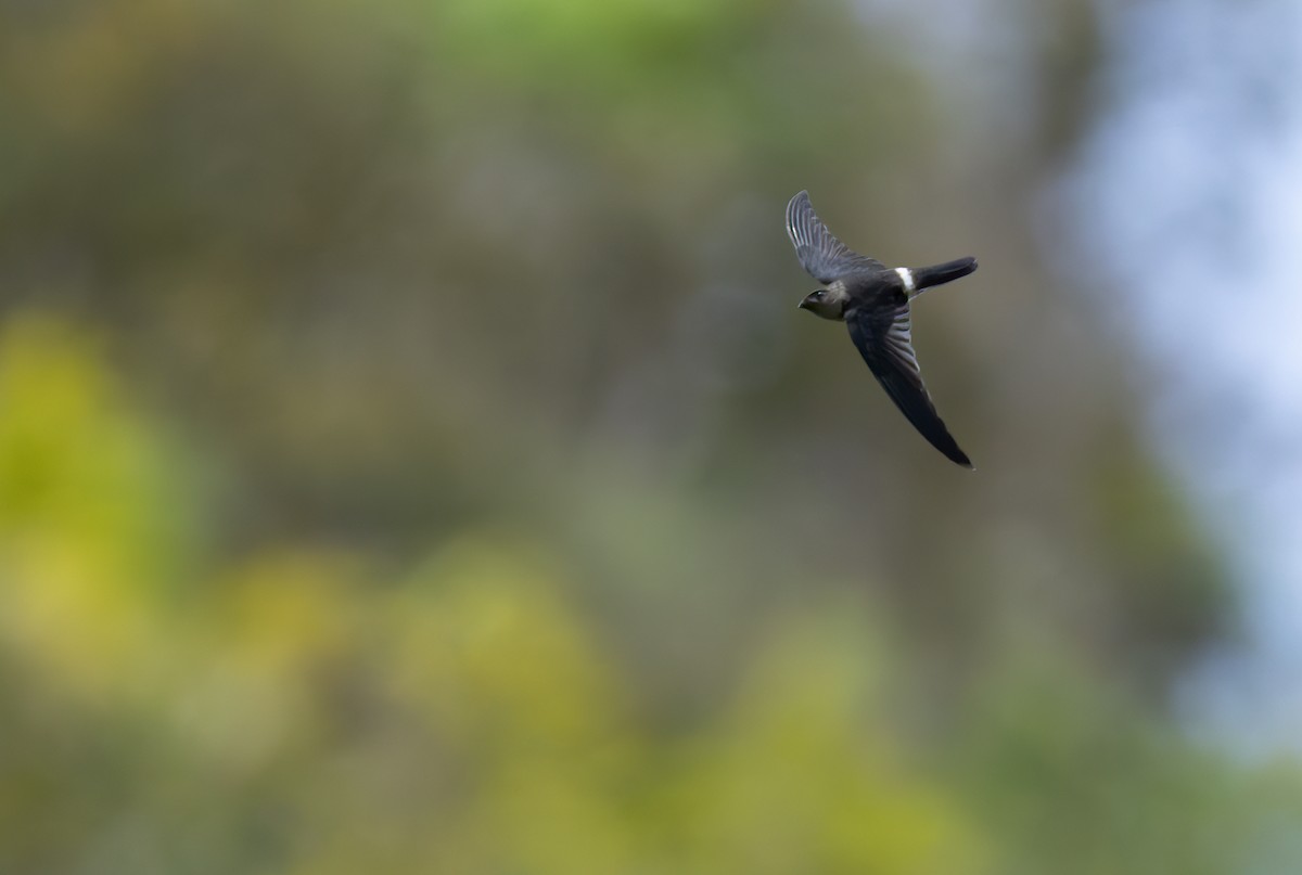 コビトアナツバメ - ML639342906