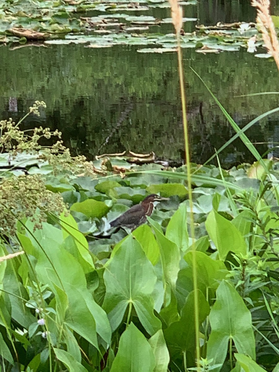 volavka zelenavá - ML639343024