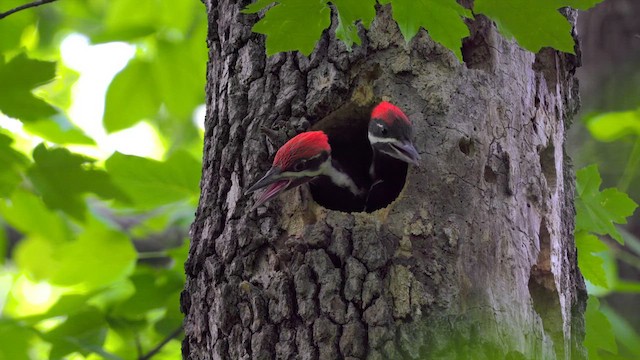Pileated Woodpecker - ML639343083