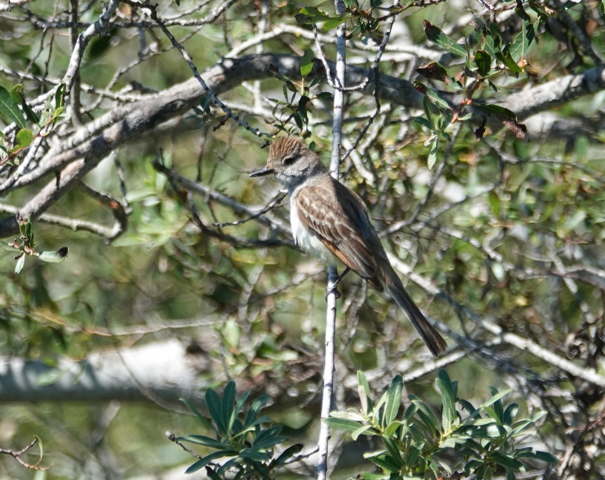 Ash-throated Flycatcher - ML639343127