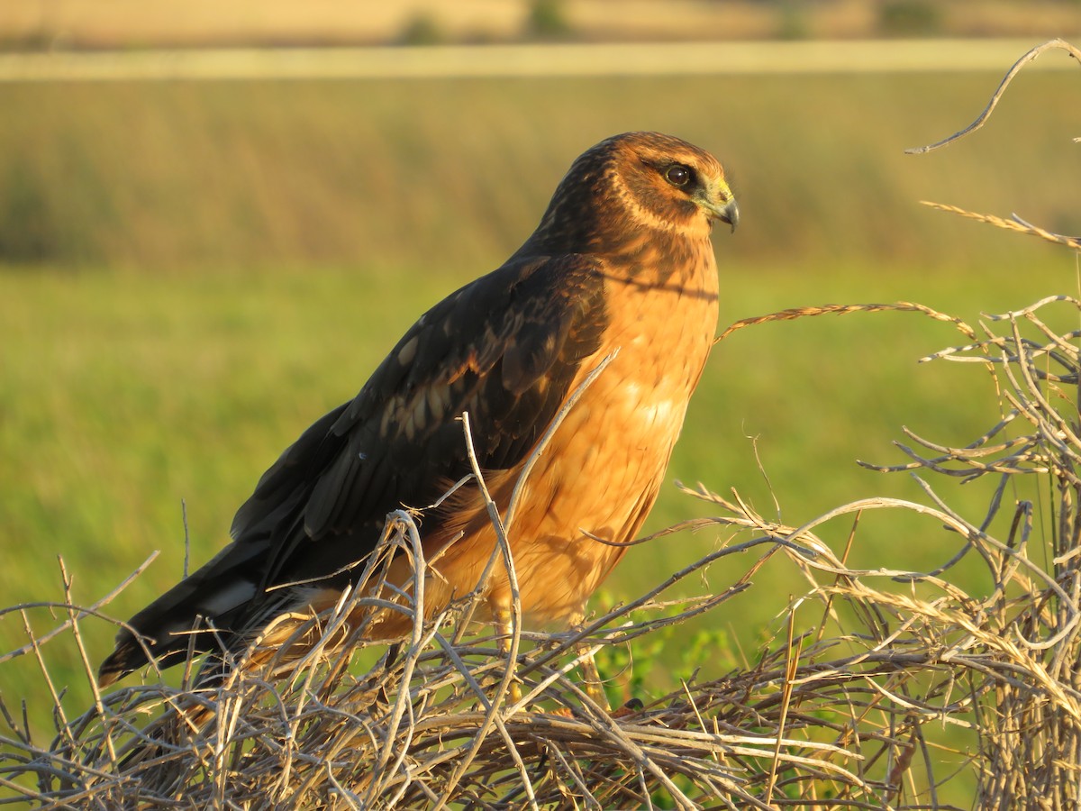 Northern Harrier - ML639343151
