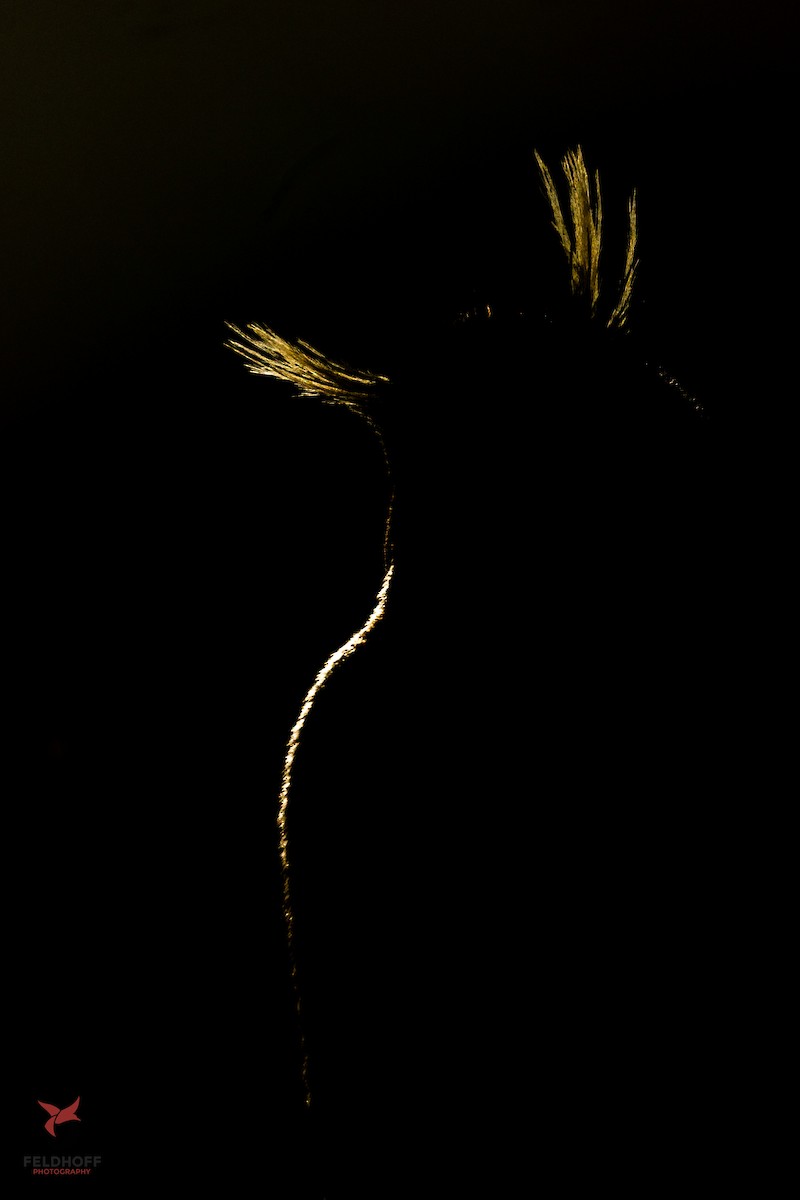 Southern Rockhopper Penguin - ML639343158