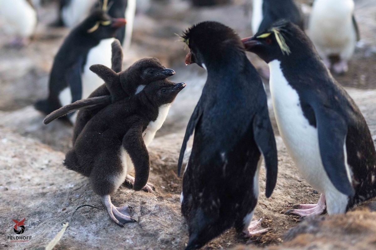 Southern Rockhopper Penguin - ML639343160