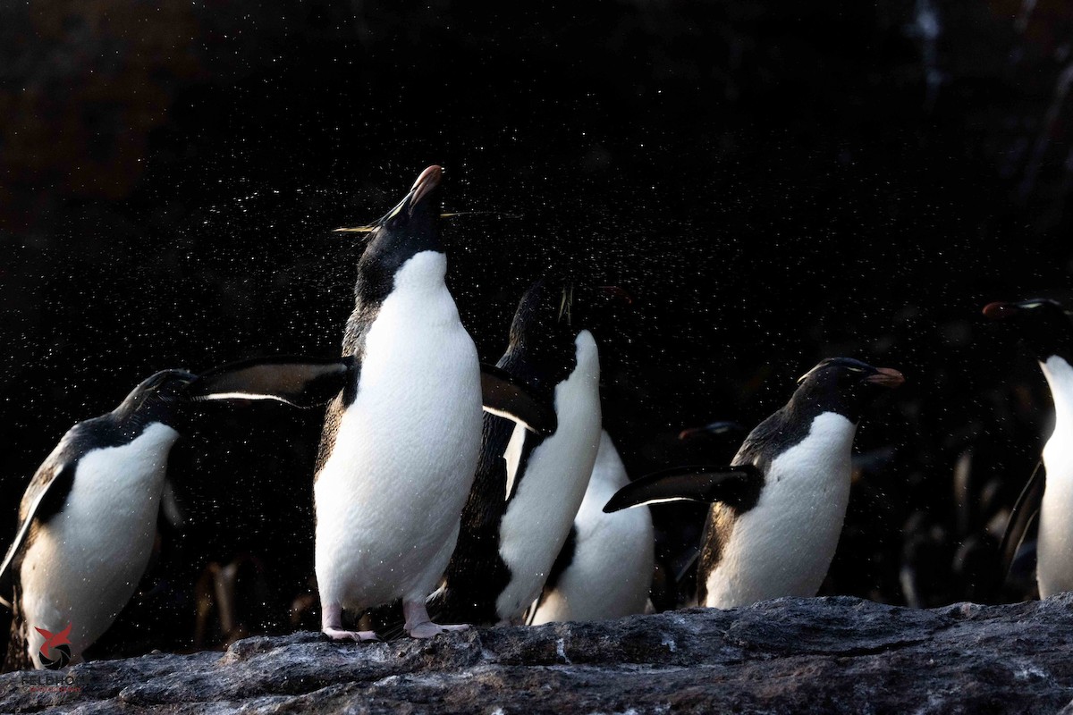 Southern Rockhopper Penguin - ML639343161