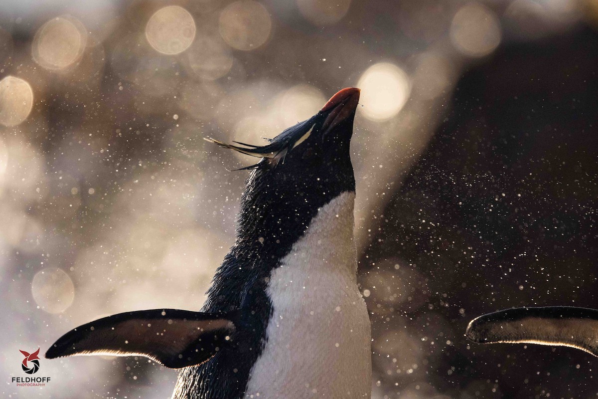 Southern Rockhopper Penguin - ML639343162