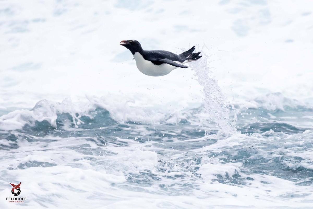 Southern Rockhopper Penguin - ML639343163