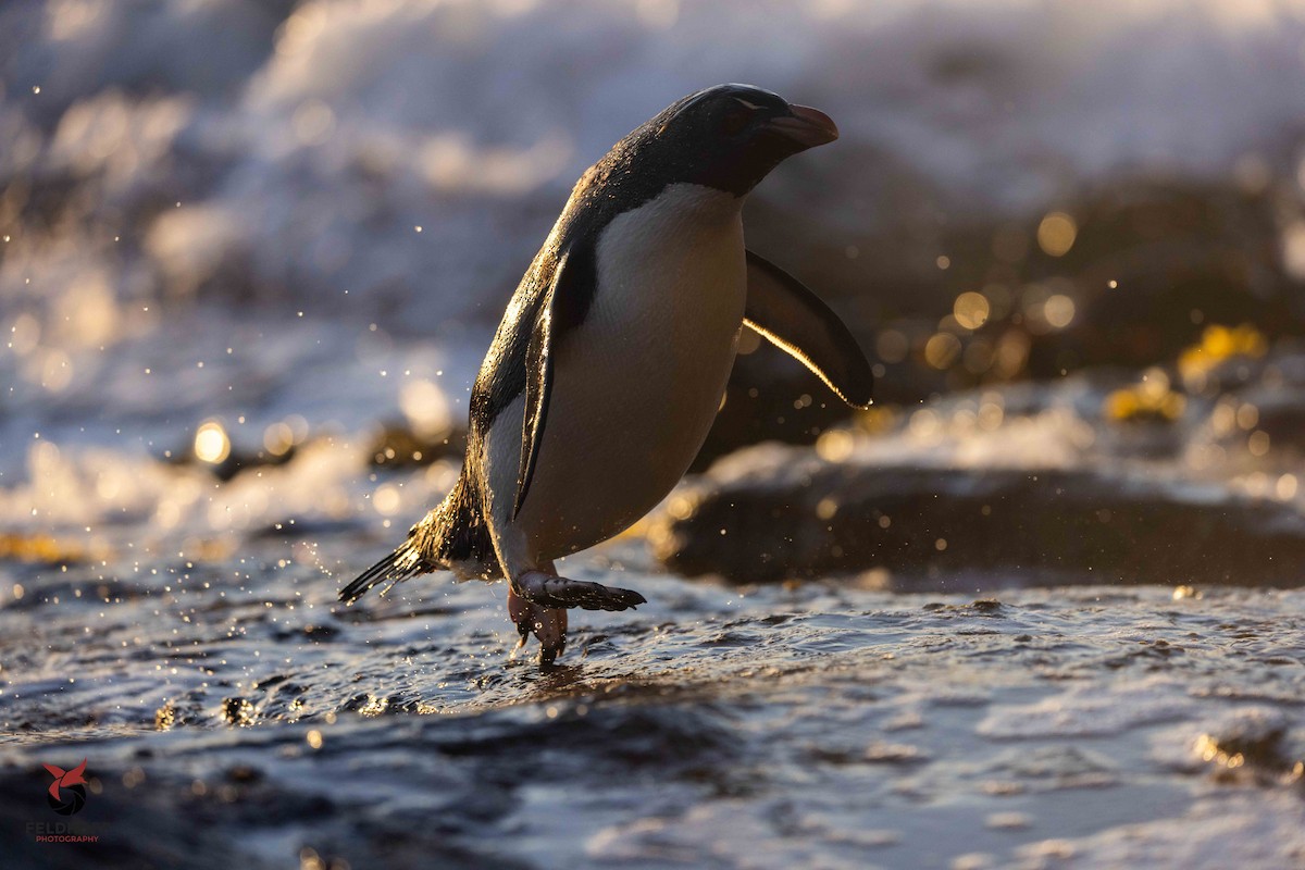 Southern Rockhopper Penguin - ML639343164