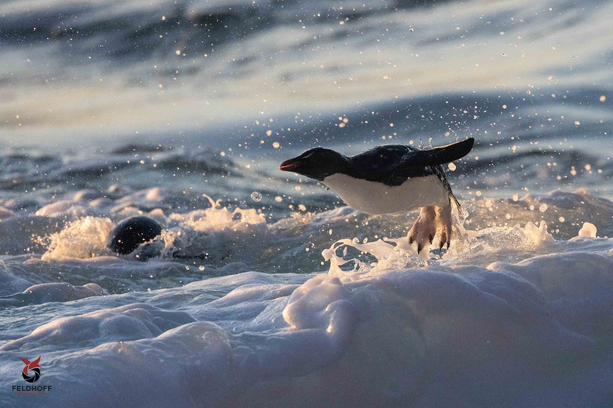 Southern Rockhopper Penguin - ML639343165