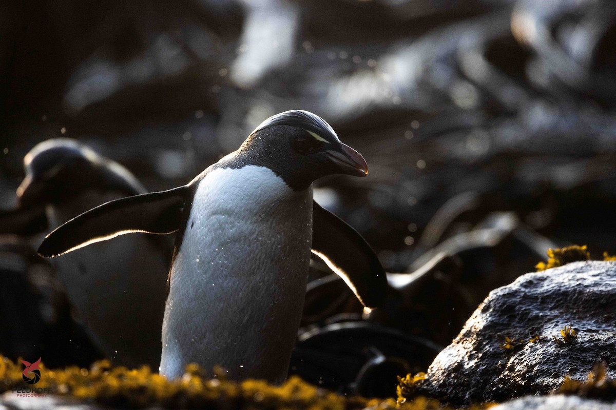 Southern Rockhopper Penguin - ML639343166